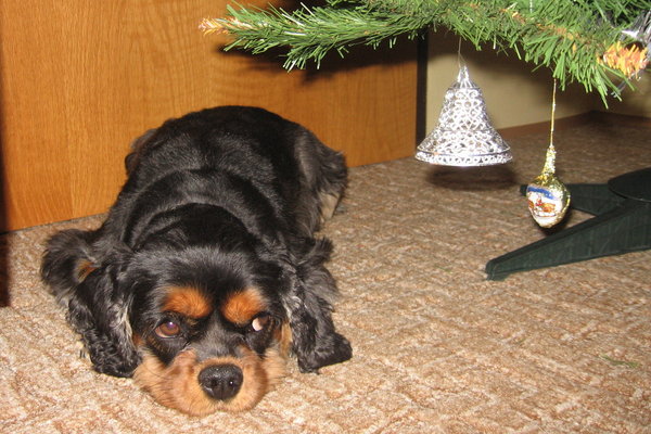 Większość zwierząt otrzyma w tym roku prezent świąteczny