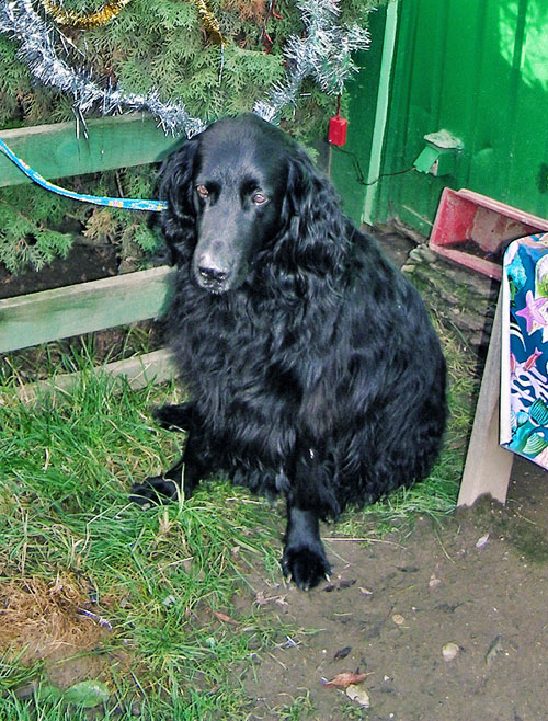 Ludzie pomagają porzuconym psom w sposób wirtualny