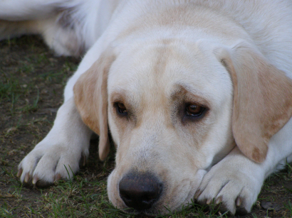 Labrador Retriever