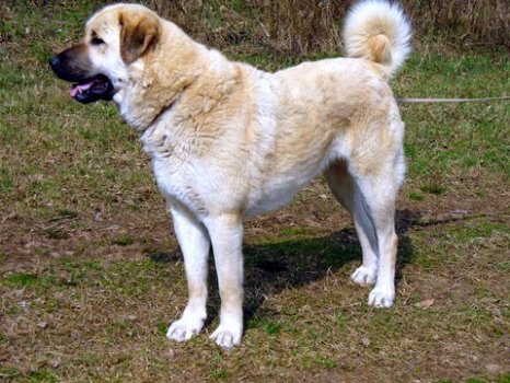 Anatolian Shepherd Dog