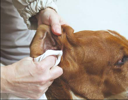 Pielęgnacja oczu i uszu