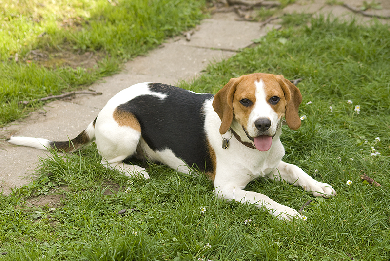 Beagle