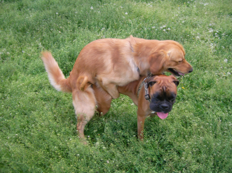 Niepożądane krycie