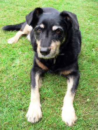 Szczenięta przynajmniej raz w życiu?