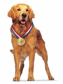 Wybierz bohatera zwierząt, który chwyta Cię za serce