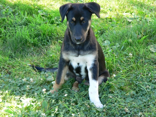 Przesądy w żywieniu szczeniąt