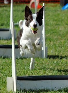 Flyball
