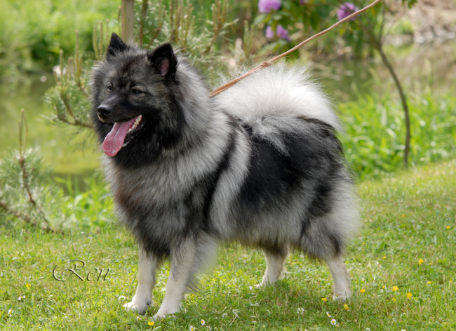 Szpic niemiecki duży