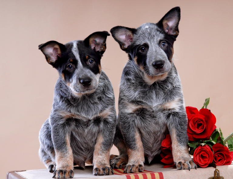 Australijski pies pasterski