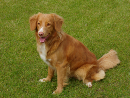 Zabierz swojego psa do kina