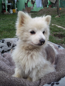 Książę Lobkowitz odwiedził schronisko Modřanský