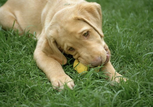 Kiedy zęby psa bolą