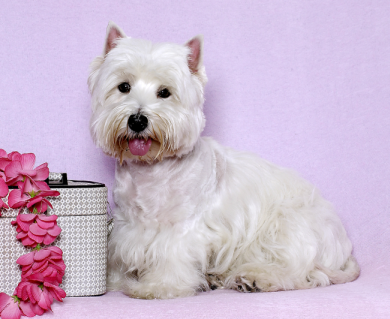 West Highland White Terrier