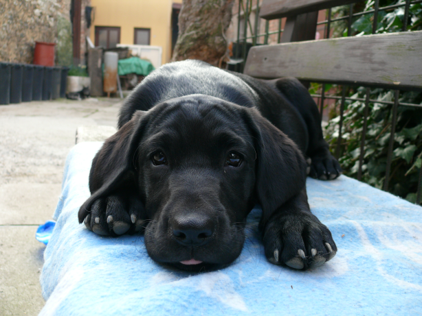 Wywiad z weterynarzem nie tylko na temat żywienia