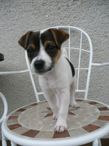 Pies na kartę zgłoszenia - tak czy nie?