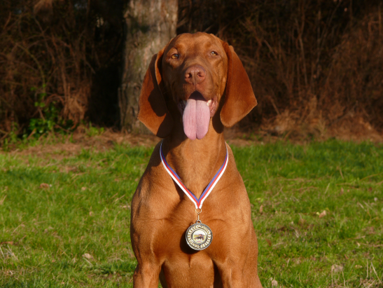 Wyżeł węgierski krótkowłosy