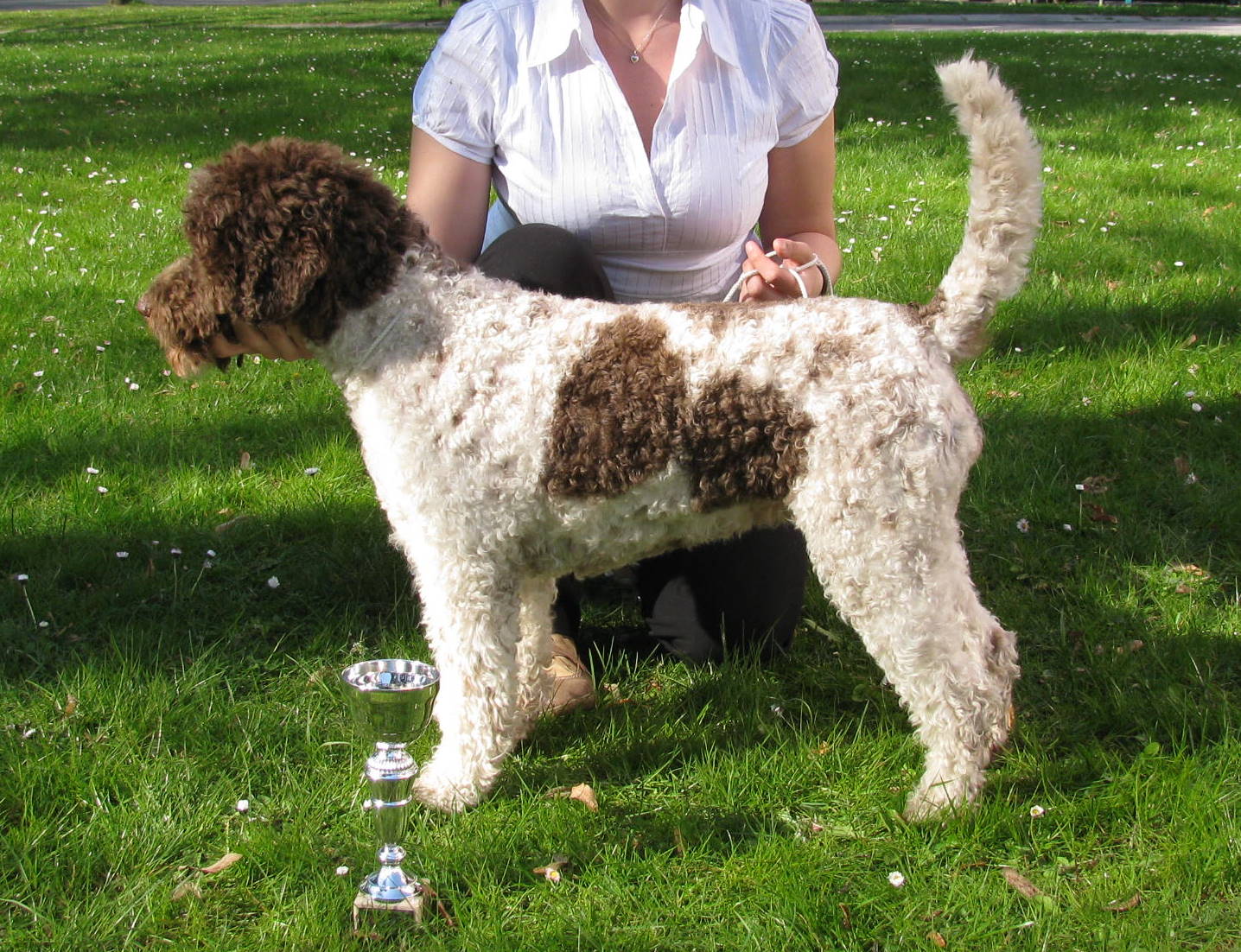 Romański pies wodny