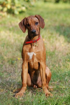 Rhodesian Ridgeback