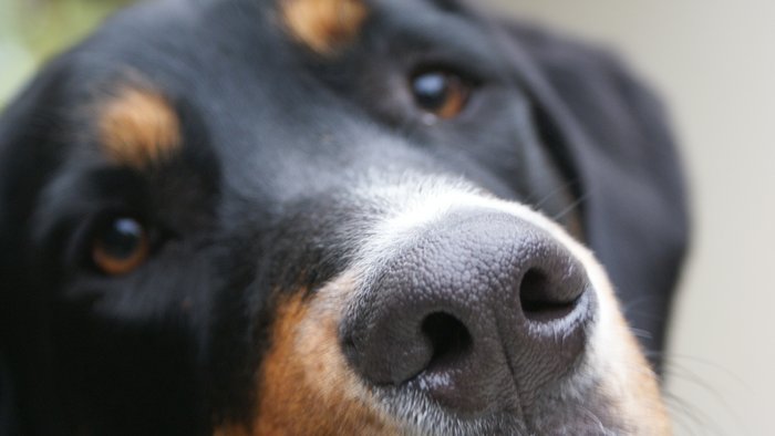 Pies ubezpieczeniowy na wakacjach