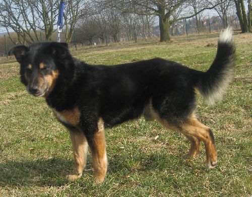 Vorisek - Rex memorial