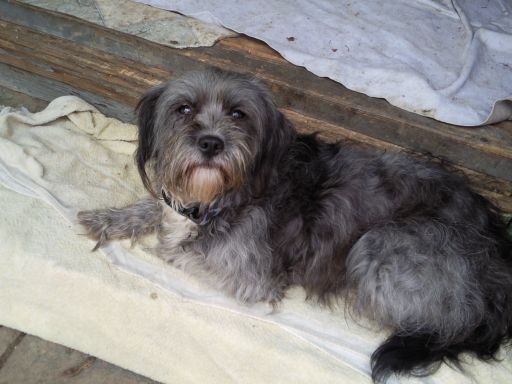 Marzenie o zwierzętach spełniło dziesiątki psów i kotów