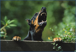 Szczekanie, szczekanie, szczekanie & # 8230;