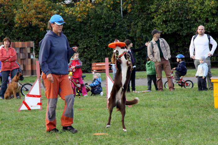 Miłośnicy zwierząt świętowali Światowy Dzień Zwierząt