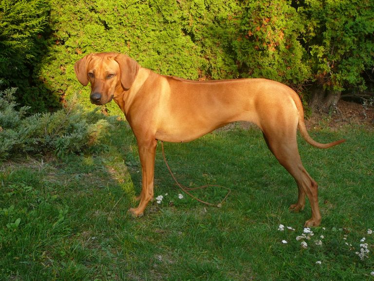 Nietolerancja pokarmowa