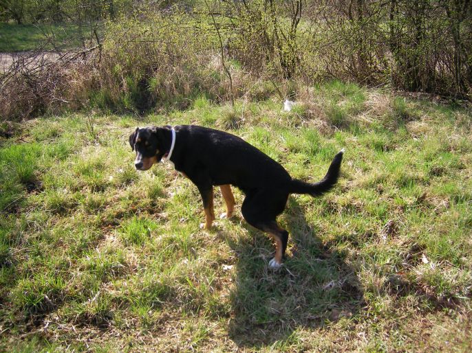 Karmienie w drogach moczowych i chorobach nerek