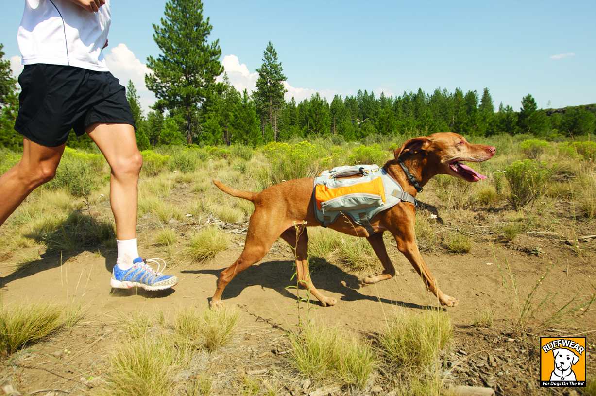 Sprzęt zewnętrzny dla aktywnych psów