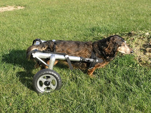 Wózek inwalidzki dla psów