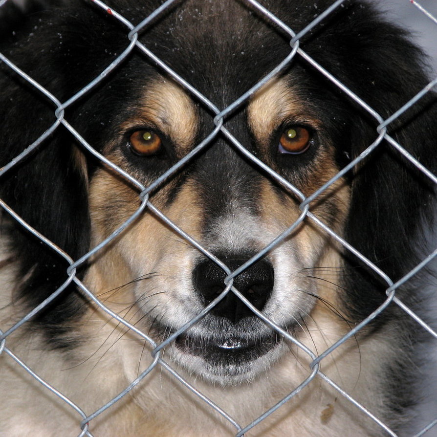 Nie tylko miłośnicy psów przychodzą do schroniska