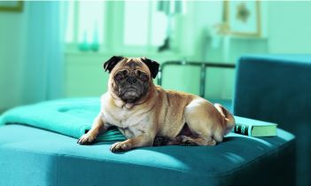 Chroń psa przed zimnem