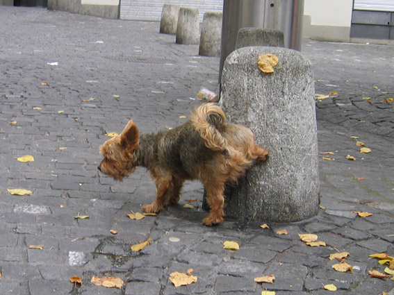 Dlaczego on to robi?