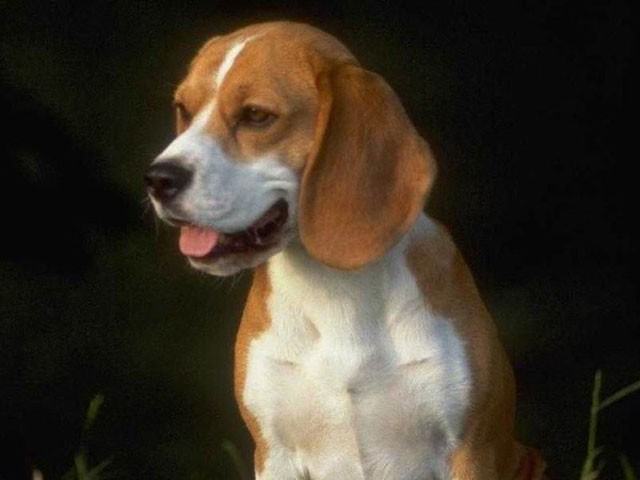 Co robić, gdy zatruwa się psa?