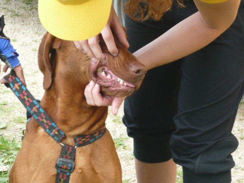 64% czeskich psów ma problemy z zębami