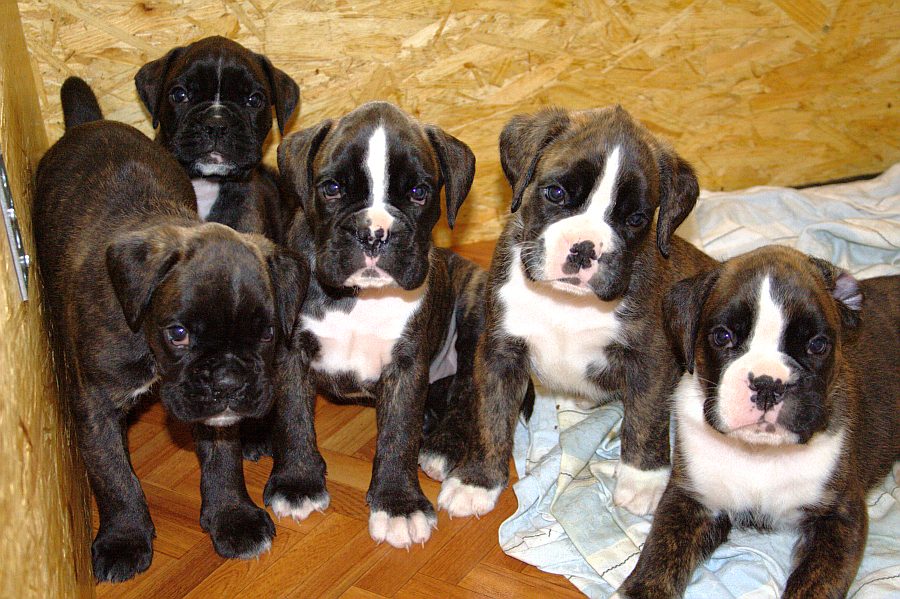 Zanim zdobędziesz psa