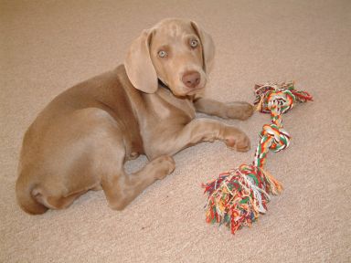 Pierwsze dni szczeniaka w domu