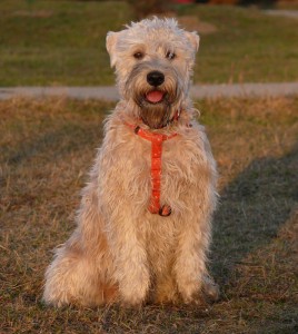 Irlandzki miękki powlekany terrier pszeniczny