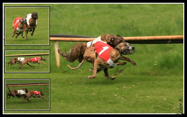 Kalendarz wyścigów