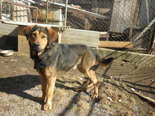 Adoptuj psa ze Słowacji