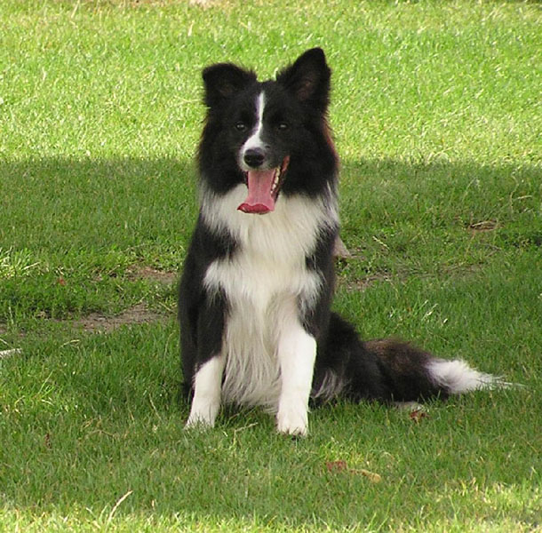 Border Collie Chaser to pies o największym słownictwie!