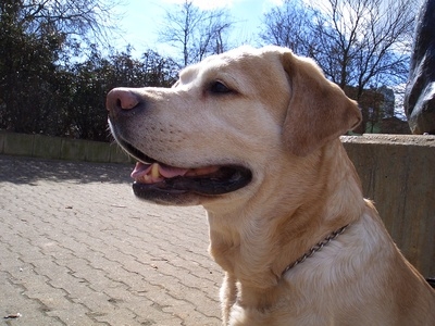 Trzy typy postaci psów