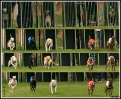 Zaproszenie na szkolenie koni