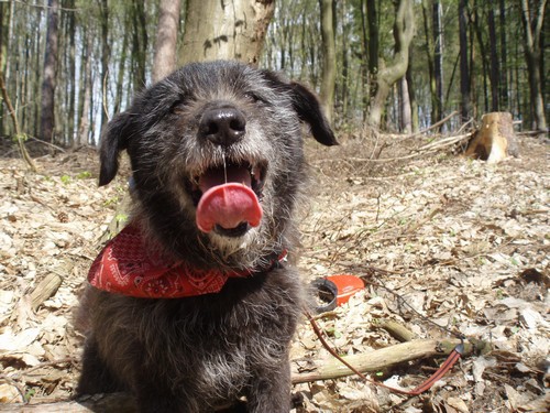 Psy szukają nowego domu