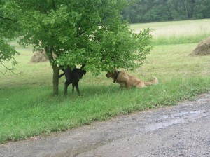 Co powiesz na tagowanie psa w domu?