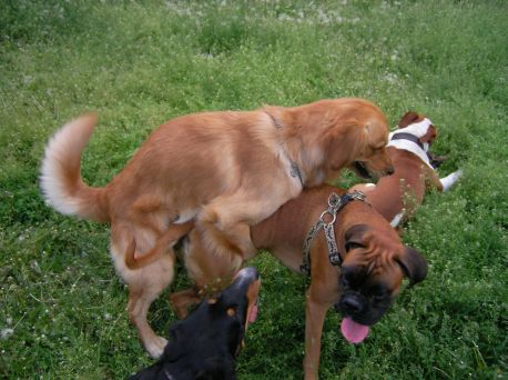 Antykoncepcja dla psów?