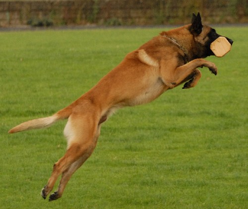 Zaproszenie: CACIT International Championship