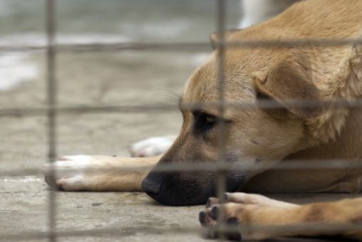 Problem schronisk w Czechach