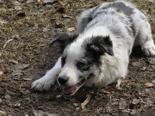 Suka warknęła na dziecko